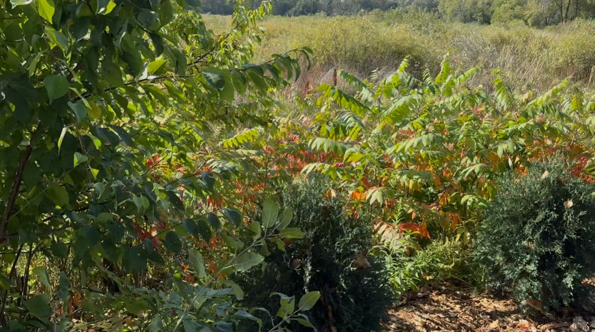 Project Elevate Your Outdoor Space with Our Lush Lawn Transformations image