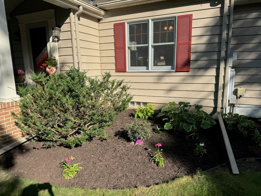 Project A New Beginning for Overgrown Yards image