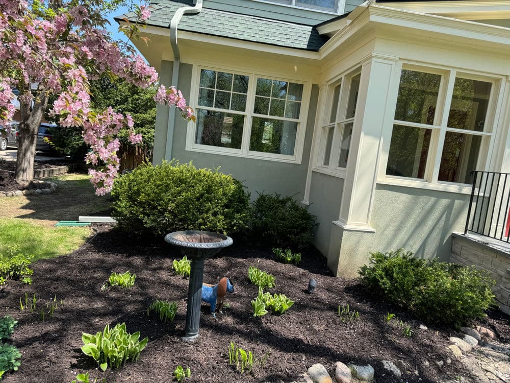 Flowering cherry tree and landscaped garden with birdbath near house exterior.