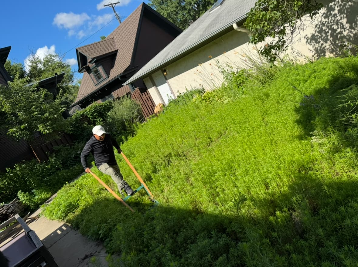When Weeds Take Over a Yard We Take Them Out image